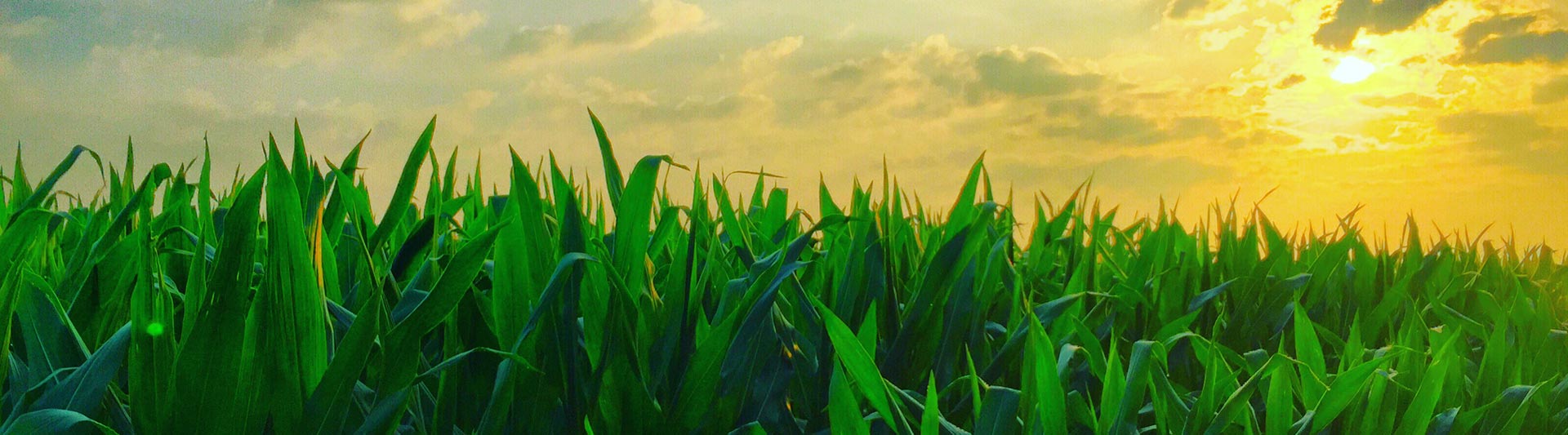 Tennessee Agricultural Helicopter Services